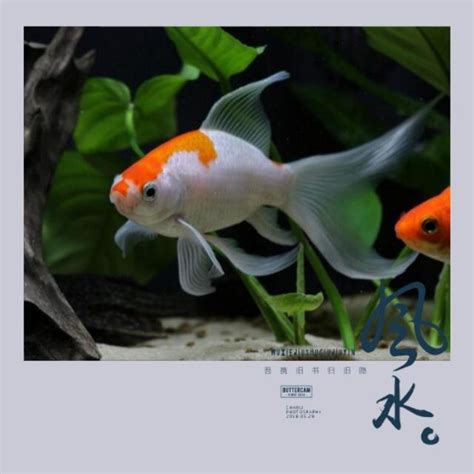 風水 魚|養魚風水指南：位置高度與飼養條數大公開 